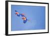 Scarlet Macaws (Ara Macao) on Flight, Corcovado National Park, Costa Rica-Marco Simoni-Framed Photographic Print