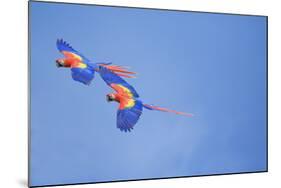 Scarlet Macaws (Ara Macao) on Flight, Corcovado National Park, Costa Rica-Marco Simoni-Mounted Photographic Print
