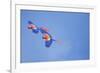 Scarlet Macaws (Ara Macao) on Flight, Corcovado National Park, Costa Rica-Marco Simoni-Framed Photographic Print