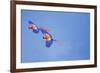 Scarlet Macaws (Ara Macao) on Flight, Corcovado National Park, Costa Rica-Marco Simoni-Framed Photographic Print