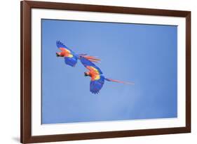 Scarlet Macaws (Ara Macao) on Flight, Corcovado National Park, Costa Rica-Marco Simoni-Framed Photographic Print