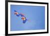 Scarlet Macaws (Ara Macao) on Flight, Corcovado National Park, Costa Rica-Marco Simoni-Framed Photographic Print