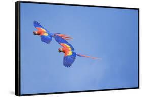 Scarlet Macaws (Ara Macao) on Flight, Corcovado National Park, Costa Rica-Marco Simoni-Framed Stretched Canvas