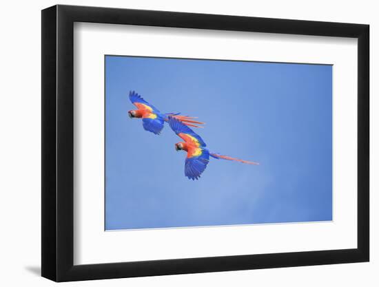 Scarlet Macaws (Ara Macao) on Flight, Corcovado National Park, Costa Rica-Marco Simoni-Framed Photographic Print
