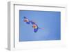 Scarlet Macaws (Ara Macao) on Flight, Corcovado National Park, Costa Rica-Marco Simoni-Framed Photographic Print