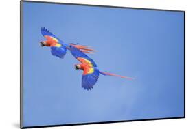 Scarlet Macaws (Ara Macao) on Flight, Corcovado National Park, Costa Rica-Marco Simoni-Mounted Photographic Print