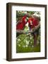 Scarlet macaws (Ara macao) wild Chiapas State, Mexico.-Michele Benoy-Westmorland-Framed Photographic Print
