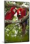 Scarlet macaws (Ara macao) wild Chiapas State, Mexico.-Michele Benoy-Westmorland-Mounted Photographic Print