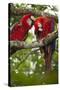 Scarlet macaws (Ara macao) wild Chiapas State, Mexico.-Michele Benoy-Westmorland-Stretched Canvas