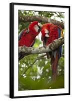 Scarlet macaws (Ara macao) wild Chiapas State, Mexico.-Michele Benoy-Westmorland-Framed Photographic Print