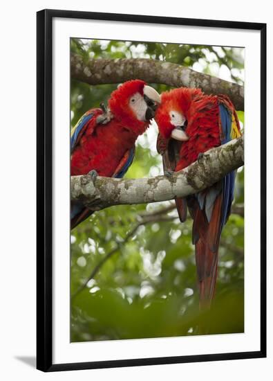 Scarlet macaws (Ara macao) wild Chiapas State, Mexico.-Michele Benoy-Westmorland-Framed Photographic Print