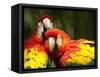 Scarlet Macaws at Zoo Ave Park, Outside San Jose-Paul Souders-Framed Stretched Canvas