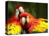 Scarlet Macaws at Zoo Ave Park, Outside San Jose-Paul Souders-Stretched Canvas