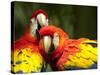 Scarlet Macaws at Zoo Ave Park, Outside San Jose-Paul Souders-Stretched Canvas