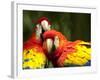 Scarlet Macaws at Zoo Ave Park, Outside San Jose-Paul Souders-Framed Photographic Print