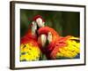 Scarlet Macaws at Zoo Ave Park, Outside San Jose-Paul Souders-Framed Photographic Print