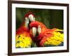 Scarlet Macaws at Zoo Ave Park, Outside San Jose-Paul Souders-Framed Photographic Print