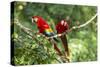 Scarlet Macaws, Costa Rica-Paul Souders-Stretched Canvas