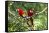 Scarlet Macaws, Costa Rica-Paul Souders-Framed Stretched Canvas