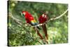 Scarlet Macaws, Costa Rica-Paul Souders-Stretched Canvas