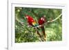 Scarlet Macaws, Costa Rica-Paul Souders-Framed Premium Photographic Print