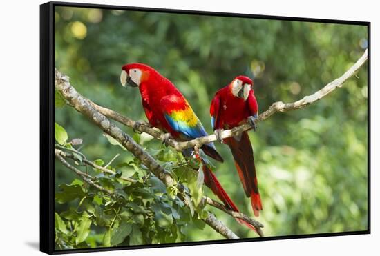 Scarlet Macaws, Costa Rica-Paul Souders-Framed Stretched Canvas