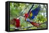 Scarlet Macaws, Costa Rica-null-Framed Stretched Canvas