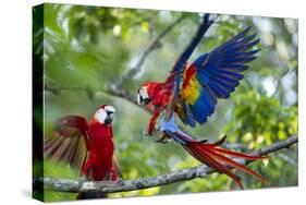 Scarlet Macaws, Costa Rica-null-Stretched Canvas