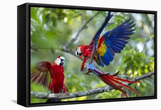 Scarlet Macaws, Costa Rica-null-Framed Stretched Canvas