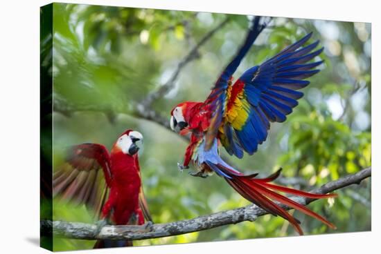 Scarlet Macaws, Costa Rica-null-Stretched Canvas