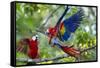 Scarlet Macaws, Costa Rica-null-Framed Stretched Canvas