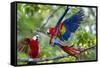 Scarlet Macaws, Costa Rica-null-Framed Stretched Canvas