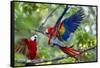 Scarlet Macaws, Costa Rica-null-Framed Stretched Canvas