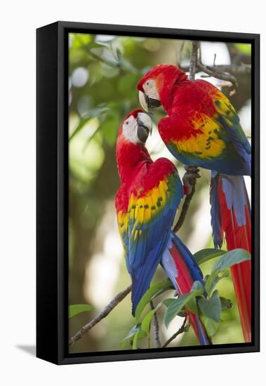 Scarlet Macaws, Costa Rica-null-Framed Stretched Canvas