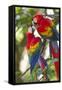 Scarlet Macaws, Costa Rica-null-Framed Stretched Canvas