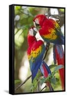 Scarlet Macaws, Costa Rica-null-Framed Stretched Canvas