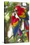 Scarlet Macaws, Costa Rica-null-Stretched Canvas