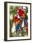 Scarlet Macaws, Costa Rica-null-Framed Premium Photographic Print