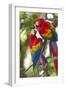 Scarlet Macaws, Costa Rica-null-Framed Premium Photographic Print