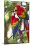 Scarlet Macaws, Costa Rica-null-Mounted Premium Photographic Print