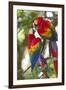 Scarlet Macaws, Costa Rica-null-Framed Premium Photographic Print