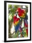 Scarlet Macaws, Costa Rica-null-Framed Premium Photographic Print