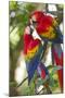 Scarlet Macaws, Costa Rica-null-Mounted Premium Photographic Print