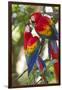 Scarlet Macaws, Costa Rica-null-Framed Premium Photographic Print