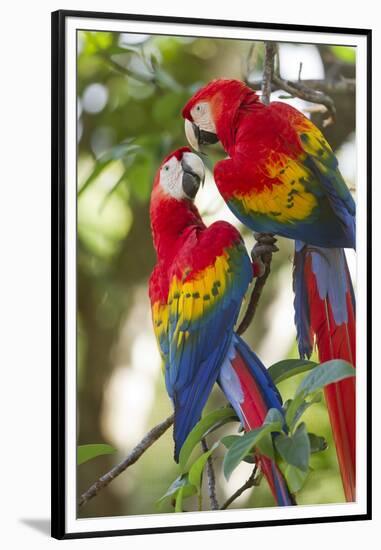 Scarlet Macaws, Costa Rica-null-Framed Premium Photographic Print