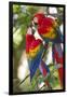 Scarlet Macaws, Costa Rica-null-Framed Premium Photographic Print