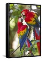 Scarlet Macaws, Costa Rica-null-Framed Stretched Canvas