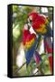 Scarlet Macaws, Costa Rica-null-Framed Stretched Canvas