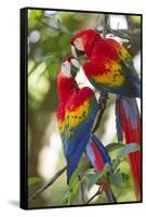 Scarlet Macaws, Costa Rica-null-Framed Stretched Canvas