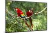 Scarlet Macaws, Costa Rica-Paul Souders-Mounted Photographic Print